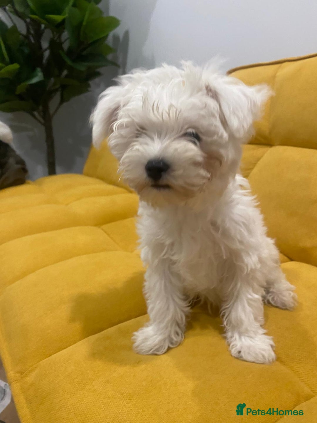 Bichon Frise dogs for sale: Small in weight and hight ,beautiful Toto is ready - Image 8