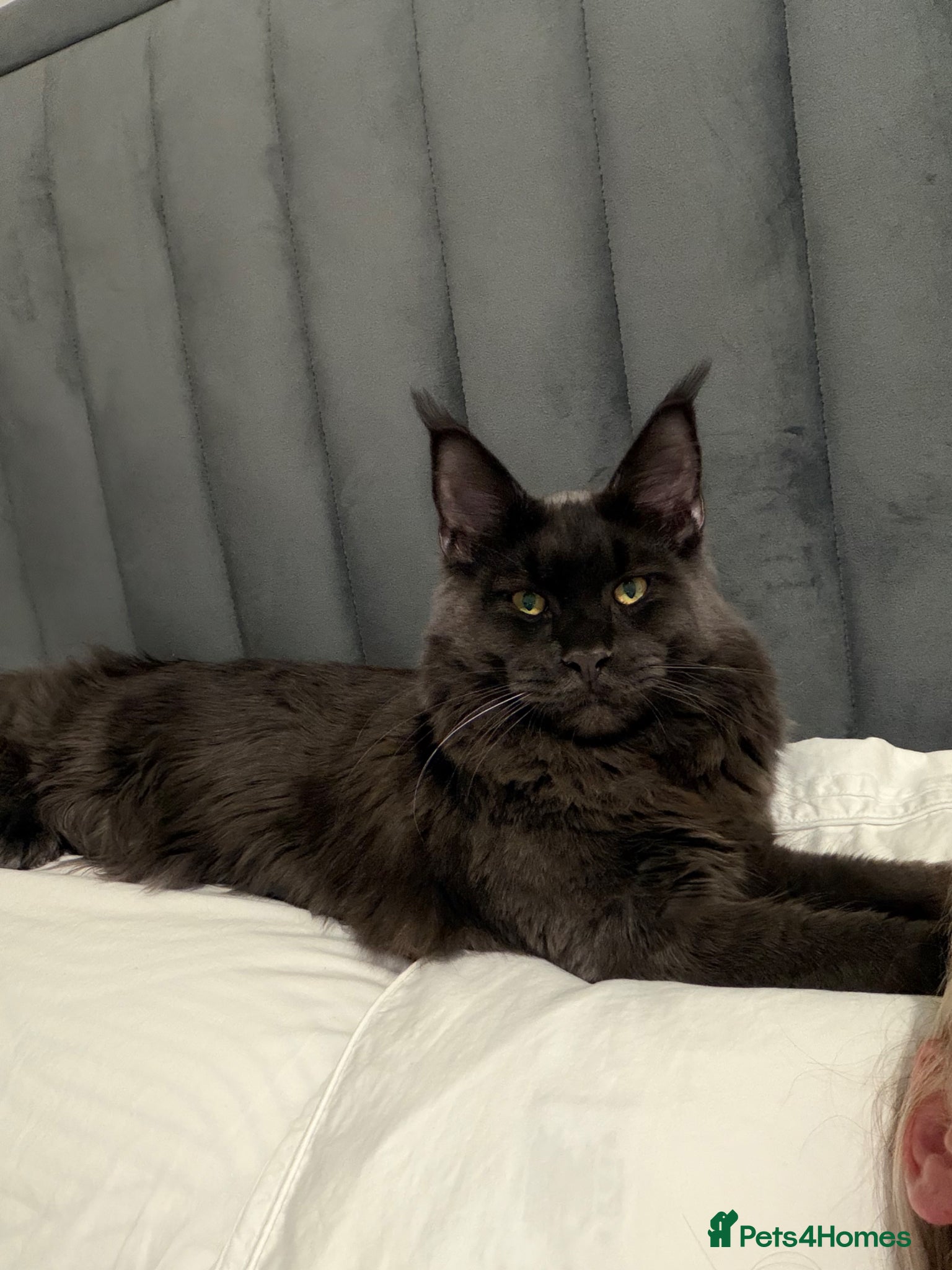 Maine Coon cats Mainecoon stud - Advert 1