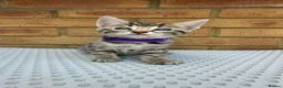 Bengal cats for sale: Bengal kittens  - Advert 9