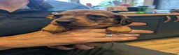 Miniature Dachshund dogs for sale: Miniature Dachshund pups  in Llanybydder - Advert 21