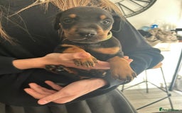 Dobermann dogs for sale: 9 KC Reg pedigree Doberman puppies - Image 6