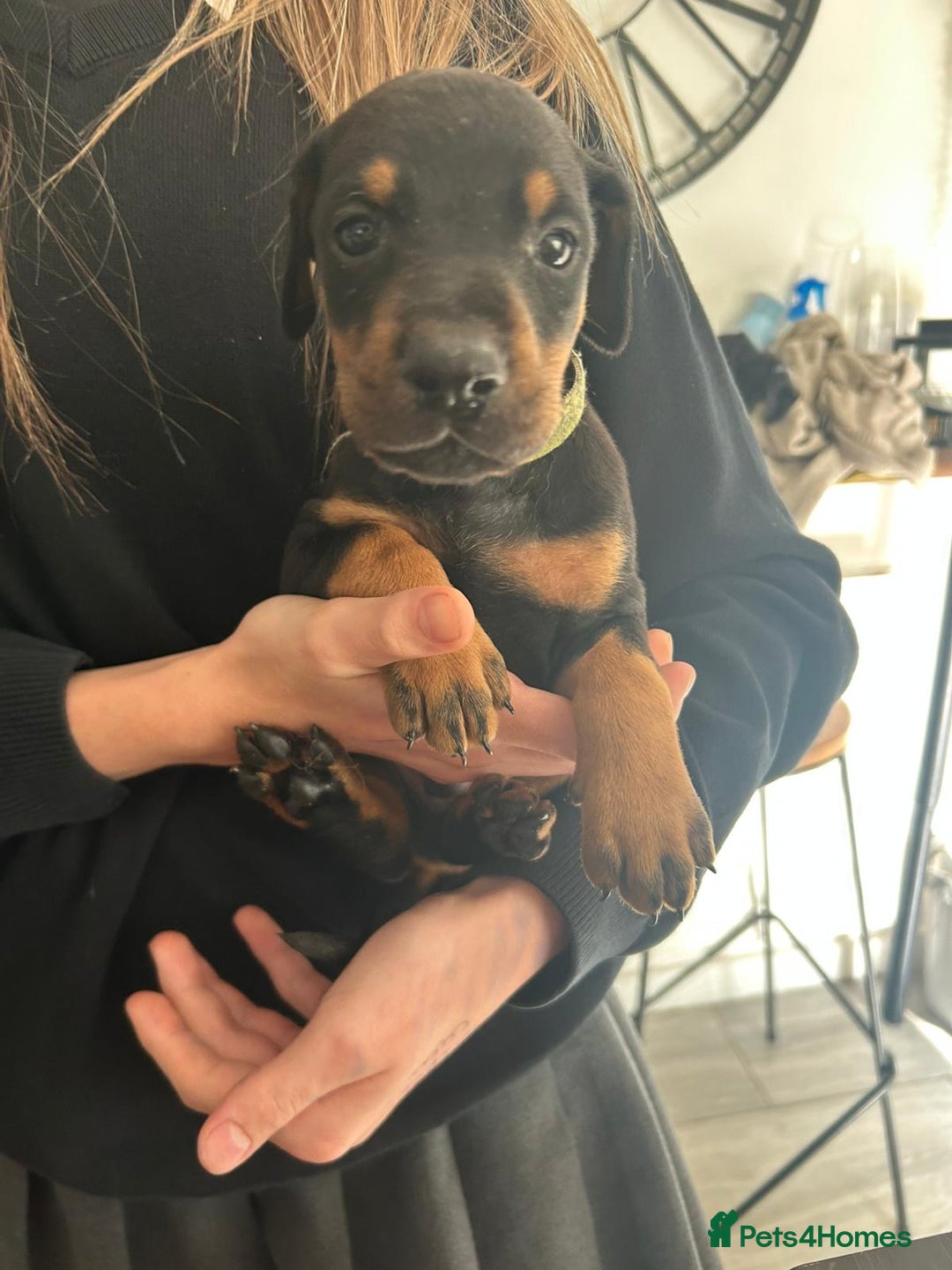 Dobermann dogs for sale: 9 KC Reg pedigree Doberman puppies - Image 6