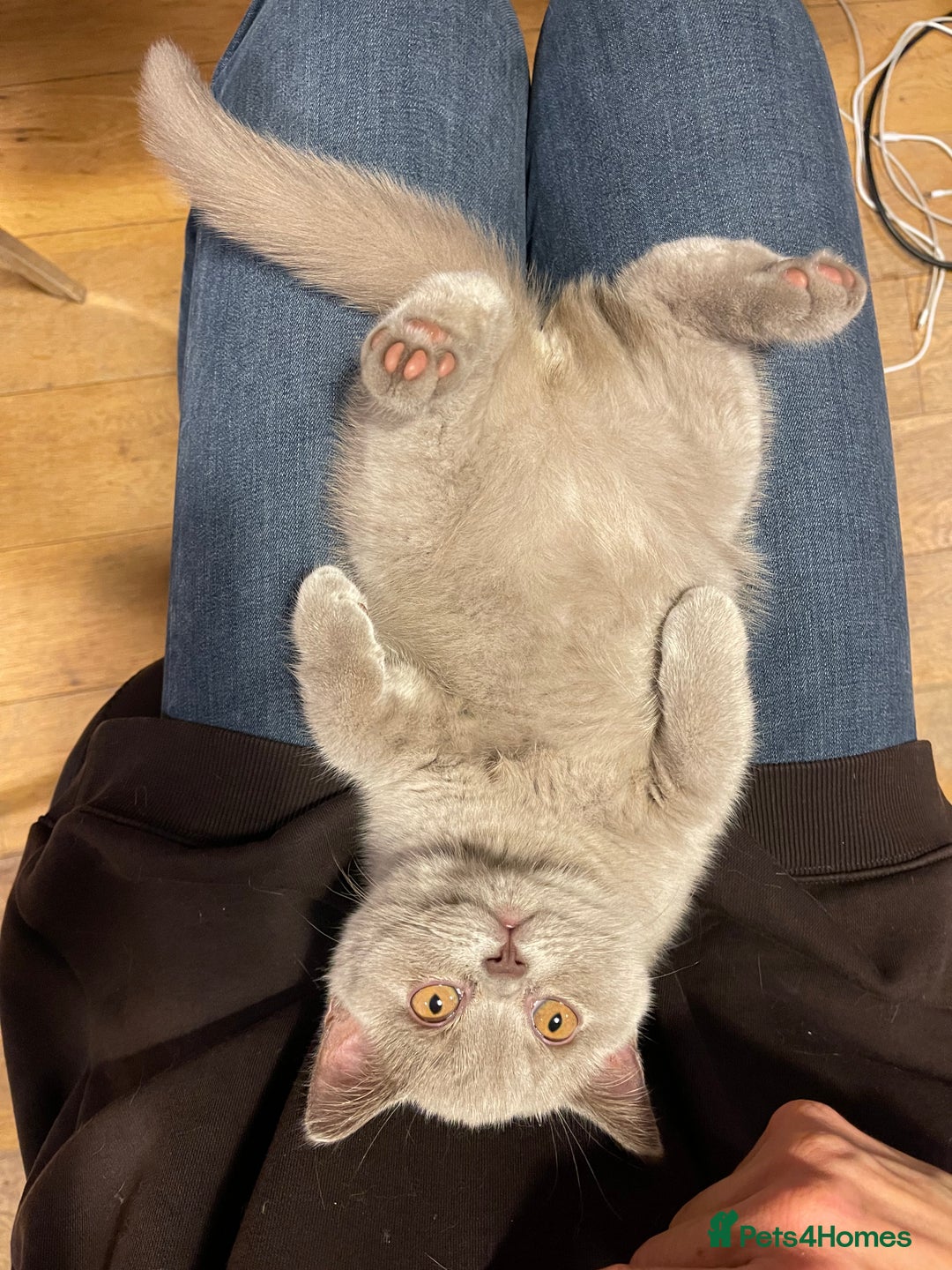 British Shorthair cats for sale: British Shorthair, Ready to be rehomed - Advert 3