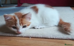 Mixed Breed cats for sale: CLEVER, BEAUTIFUL, KITTENS READY FOR FOREVER HOMES - Image 14