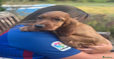 Irish Setter dogs - Advert 3