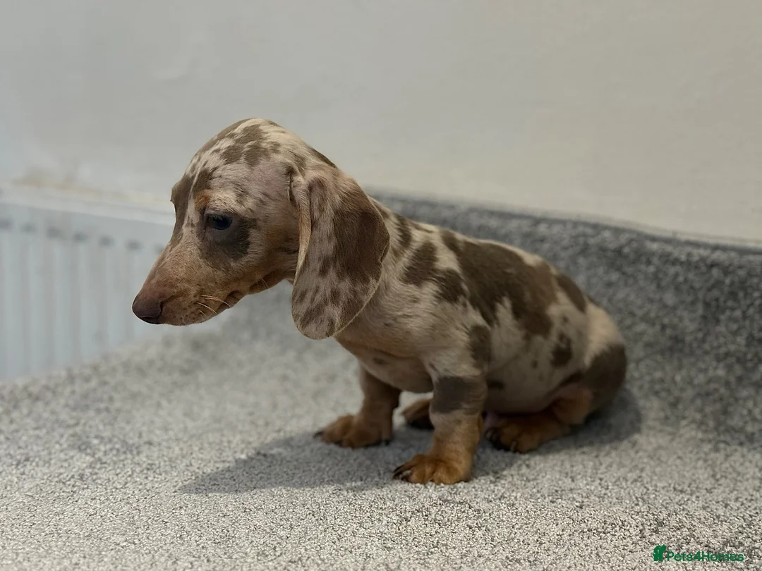 Miniature Dachshund dogs for sale: 💙Carry fluffy Isabella Mini Dachshund Puppies🐶❤️ - Advert 2