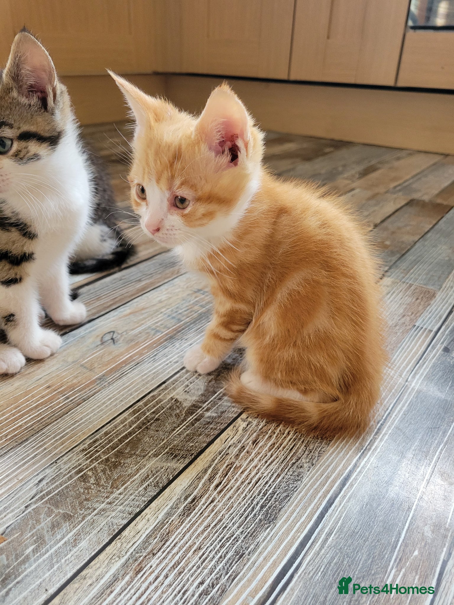 Mixed Breed Kitten 3