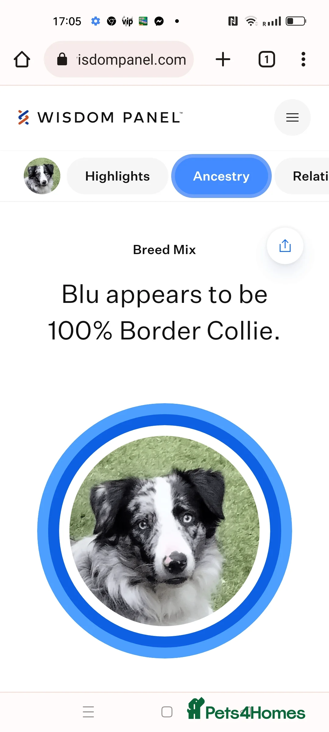 Border Collie dogs for stud: Pure breed Blue merle border collie for stud only in Loughborough - Advert 11