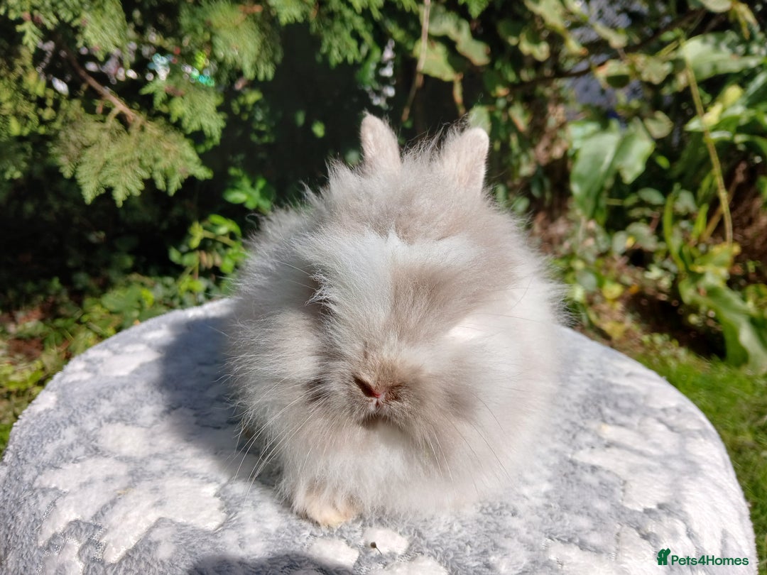 Lionhead rabbits for sale: Stunning DM Lionhead baby rabbits  - Image 2