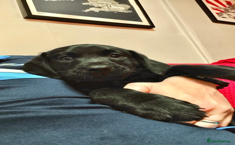 Labrador Retriever dogs - Advert 1