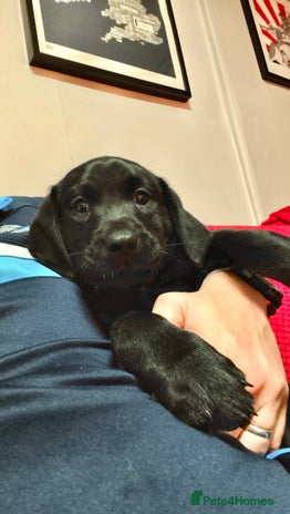 Labrador Retriever dogs - Advert 1