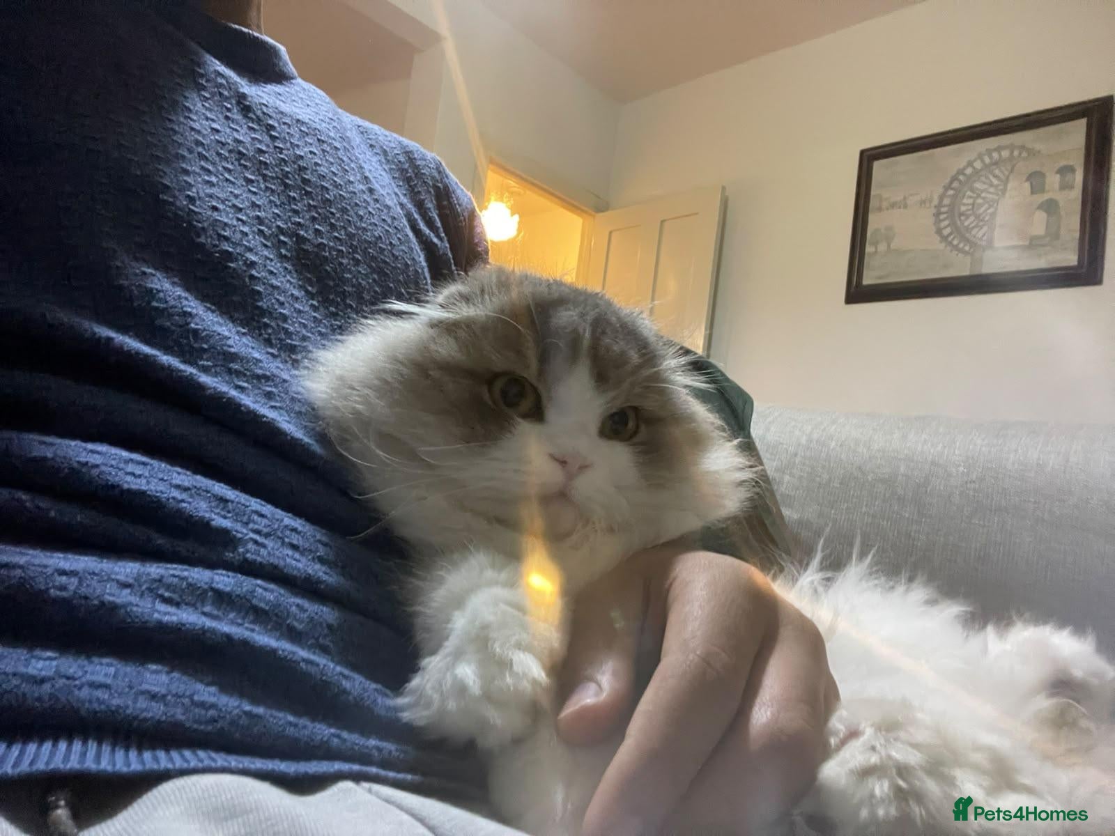 Scottish Fold cats Rare Scottish Fold cats - Advert 7
