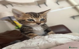 Bengal cats for sale: Half-Bengal Female Kitten - Image 3