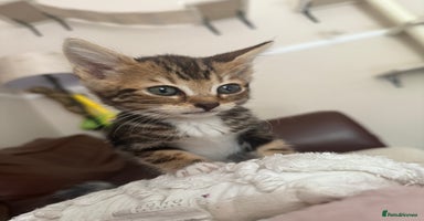 Bengal cats - Advert 9
