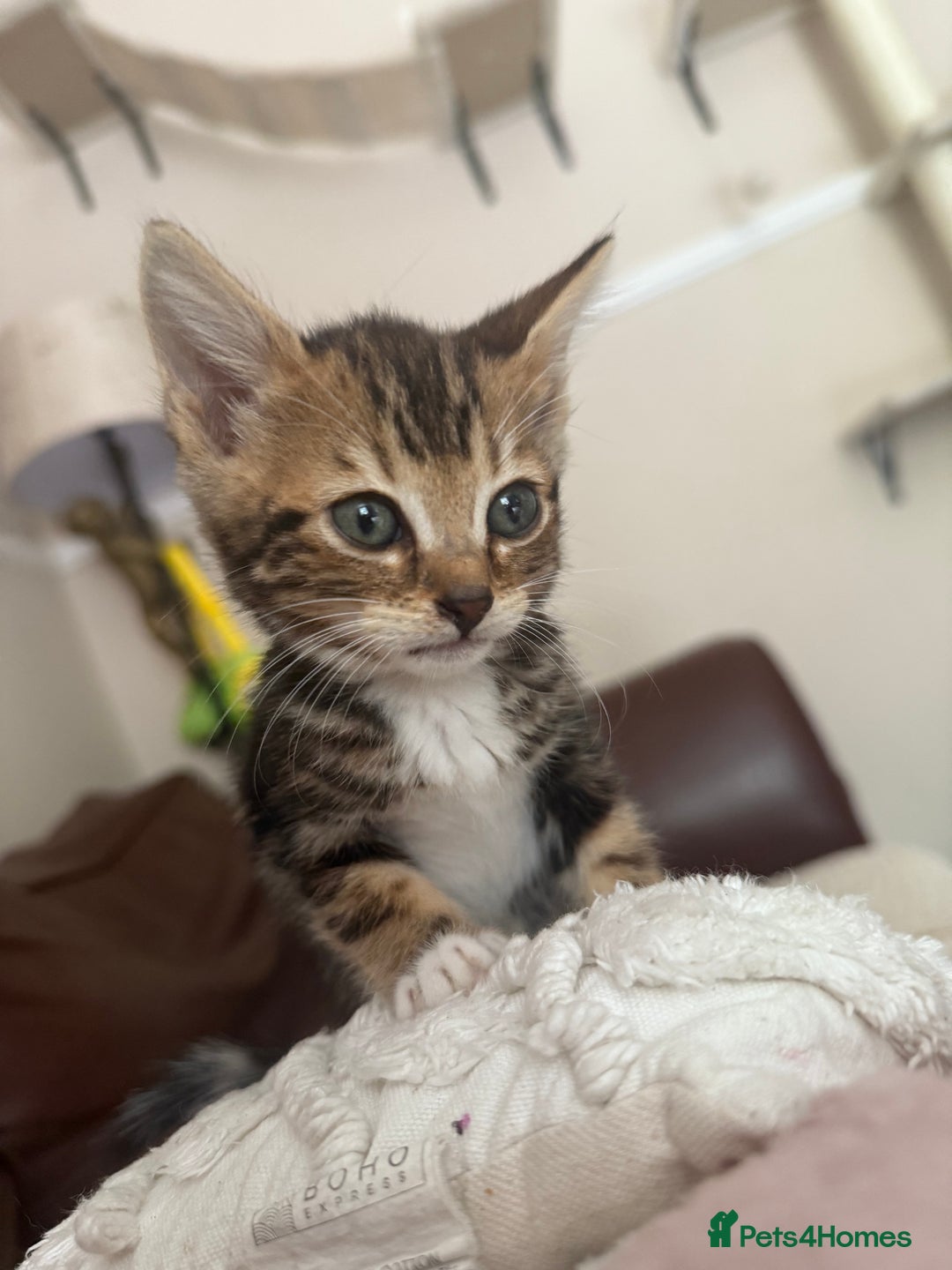 Bengal cats for sale: Half-Bengal Female Kitten - Image 3