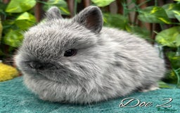 Netherland Dwarf rabbits for sale: Show Quality Pure Bred Netherland Dwarfs - Image 3