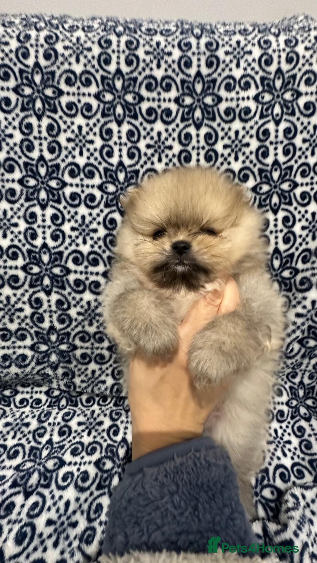 Pomeranian dogs for sale: Stunning littler of KC Pom puppies - Advert 25