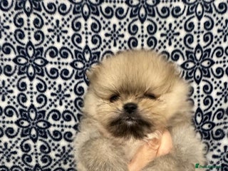 Pomeranian dogs Stunning littler of KC Pom puppies - Advert 12