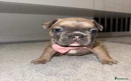 French Bulldog dogs for sale: Beautiful Boy Frenchie Puppy - Image 11