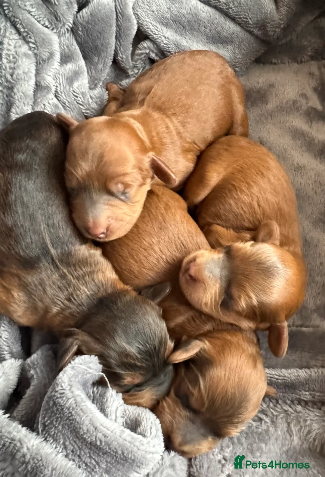 Toy Poodle dogs for stud: Teddy Fox red Proven Toy Poodle for STUD in Bexleyheath - Advert 12