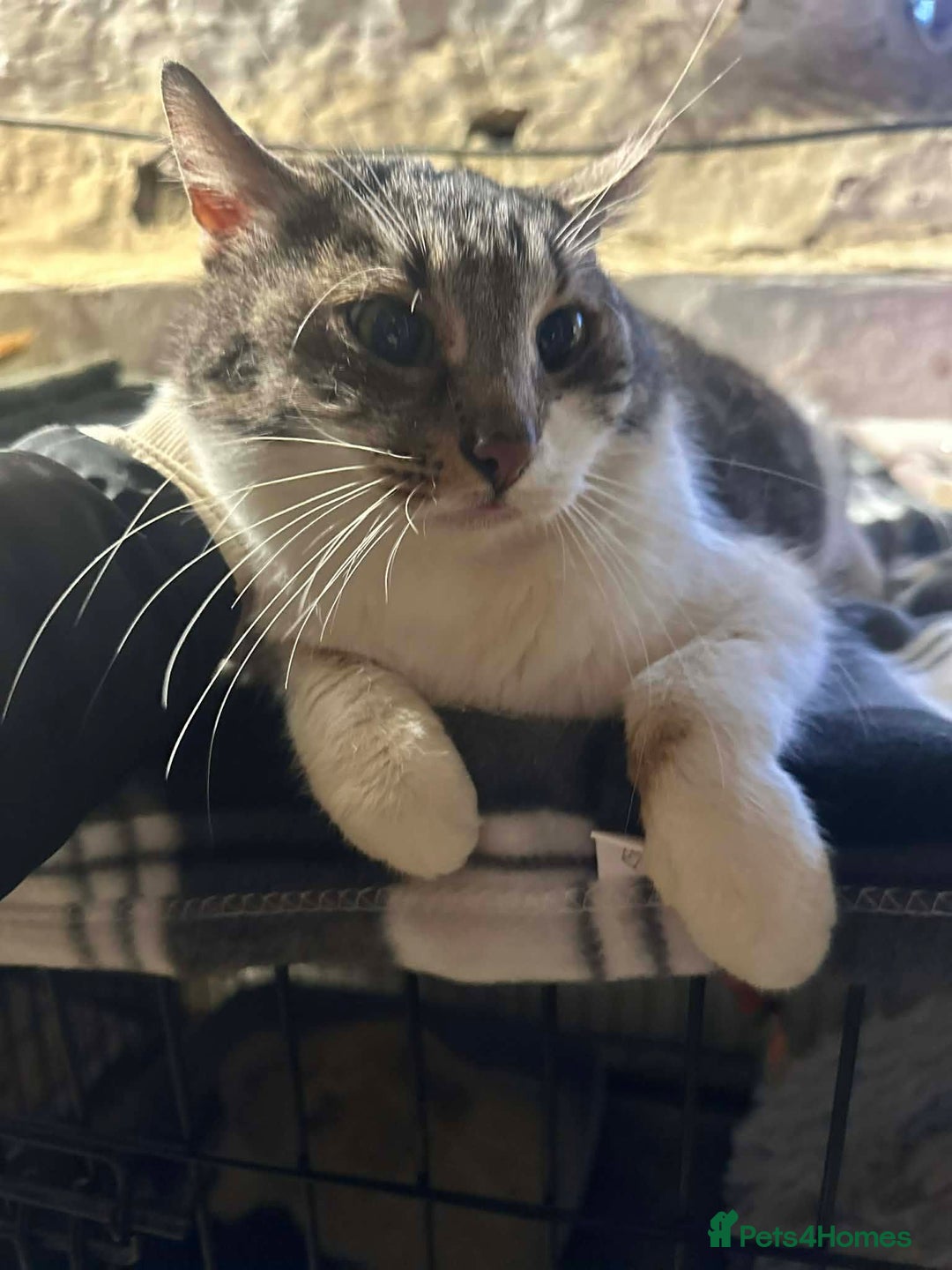 Mixed Breed cats for adoption: Mercury for adoption - Advert 2