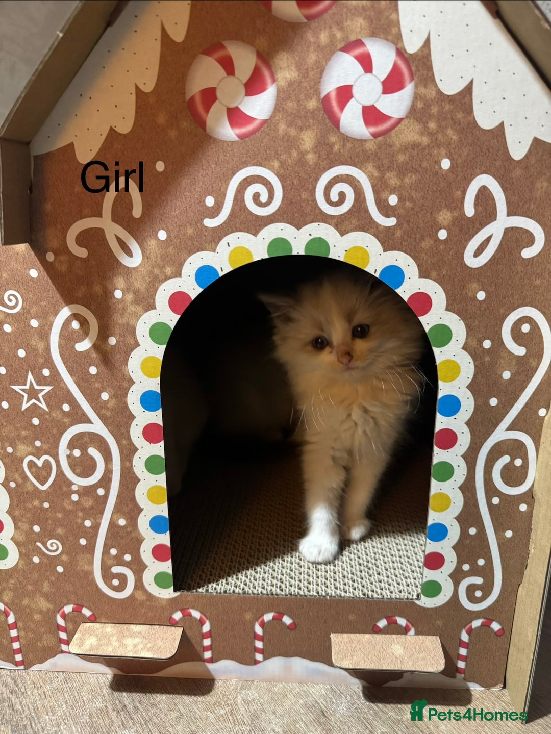 Ragdoll cats for sale: 3 Ragdoll Kittens. Ready Now.  - Advert 7