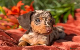 Miniature Dachshund dogs for sale: Purebred Miniature Dachshund Puppies – Ready - Image 3
