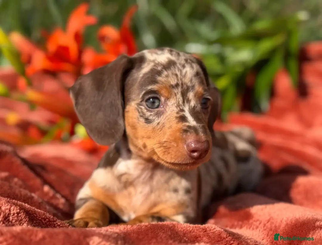 Miniature Dachshund dogs for sale: Purebred Miniature Dachshund Puppies – Ready - Image 3