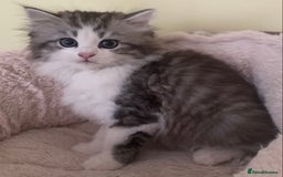 Mixed Breed cats for sale: Beautiful kittens available  - Image 6
