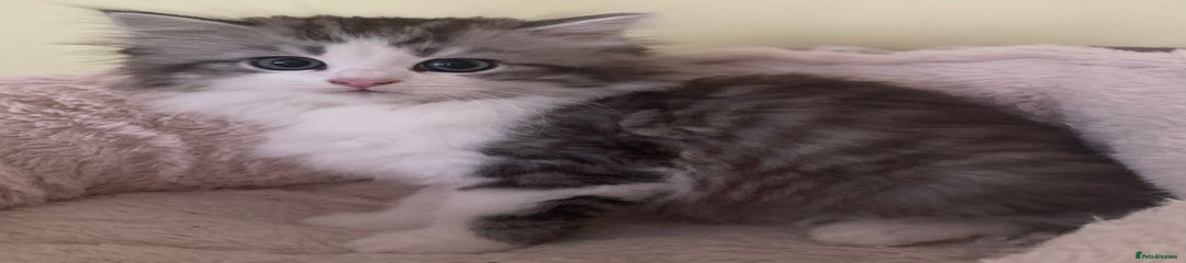 Mixed Breed Kitten 4