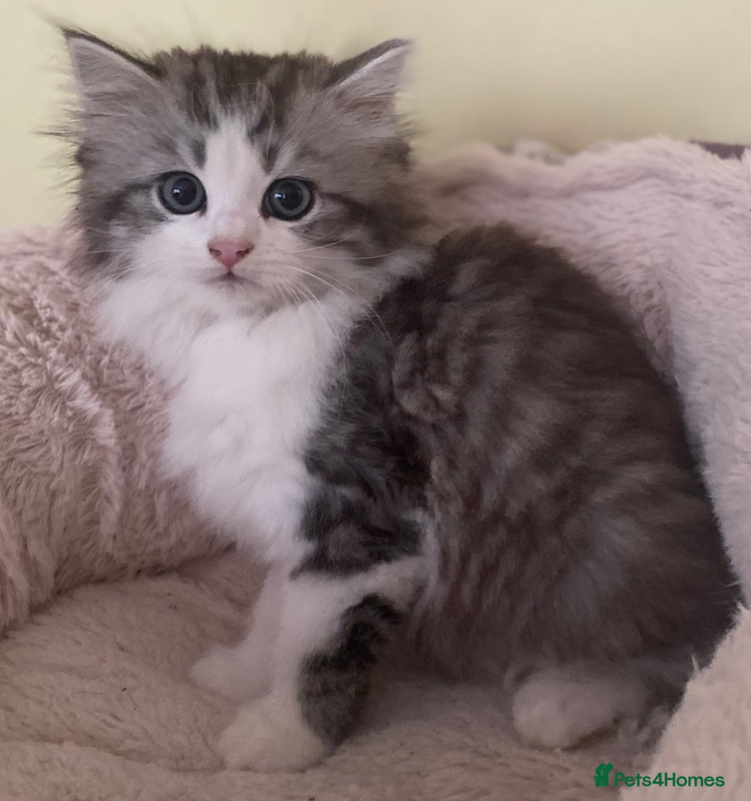 Mixed Breed cats for sale: Beautiful kittens available  - Image 6