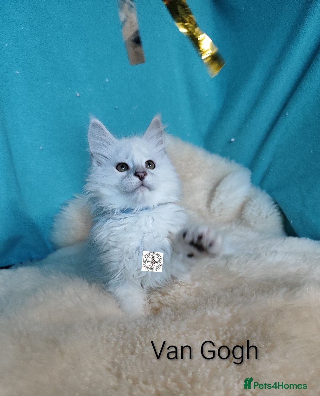 Maine Coon cats for sale: Unique maine coon kittens ❤️ - Advert 5