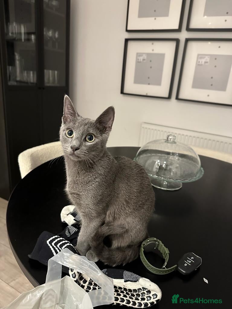 Russian Blue cats Russian blue house trained cat - Advert 1