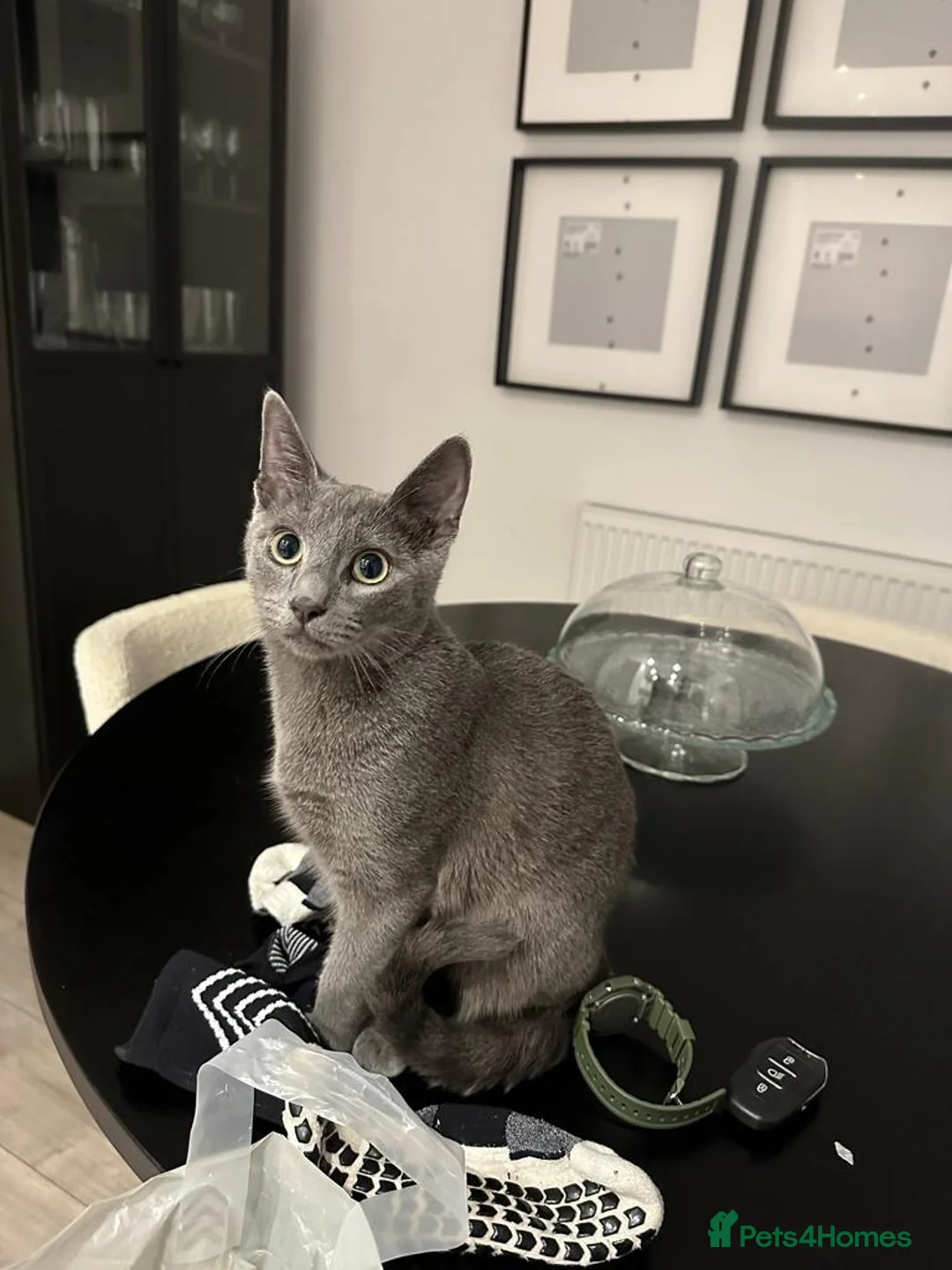 Russian Blue cats for sale: Russian blue house trained cat - Advert 1