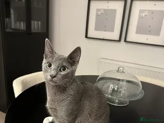 Russian Blue cats Russian blue house trained cat - Advert 1