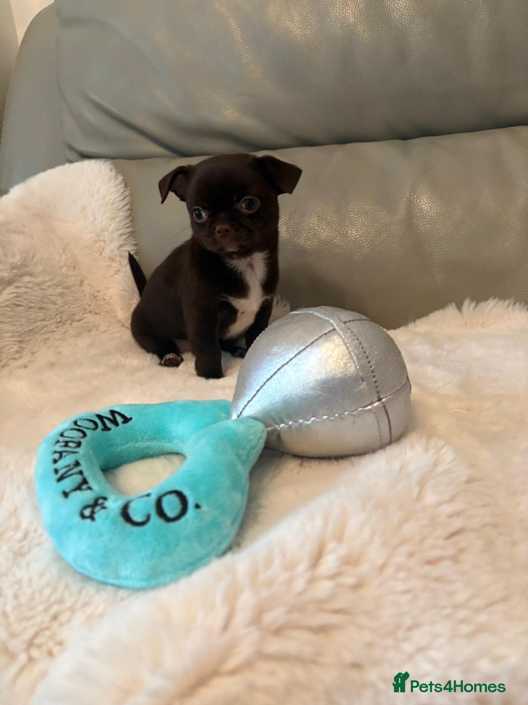 Chihuahua dogs for sale: KC Reg Chihuahua Boy Fully vaccinated - Ready - Advert 7