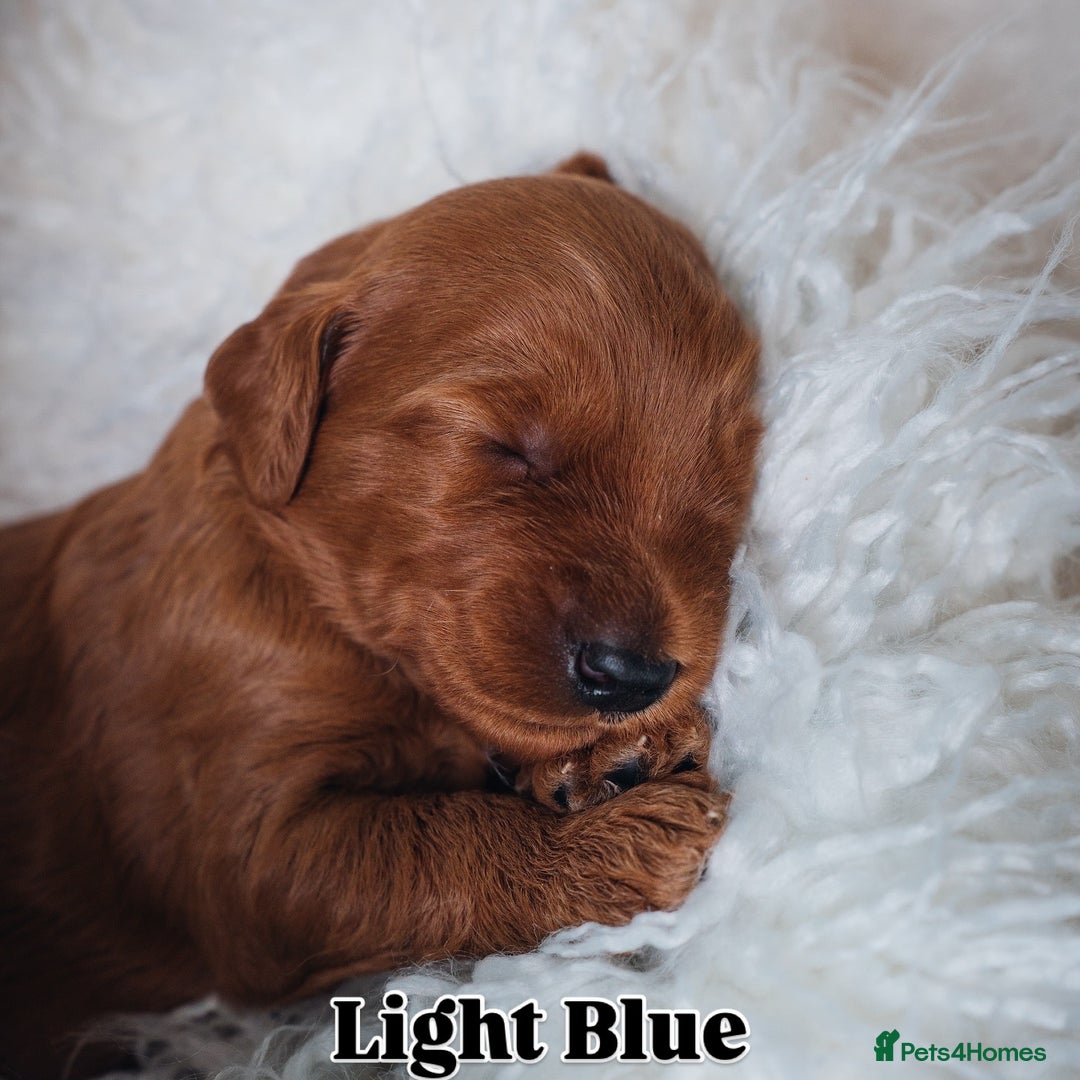 Labradoodle dogs for sale: F2B Labradoodle Puppies – Red & Apricot - Advert 17