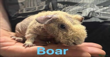 Guinea Pig rodents - Advert 1
