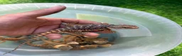 Bearded Dragon reptiles for sale: Beautiful Baby Bearded Dragons Available - Advert 4