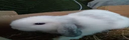Mini Lop rabbits for sale: Pure Mini Lop Bunnies Ready to go  - Advert 9
