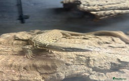 Monitor reptiles for sale: X2 Monitor Lizard  - Image 3