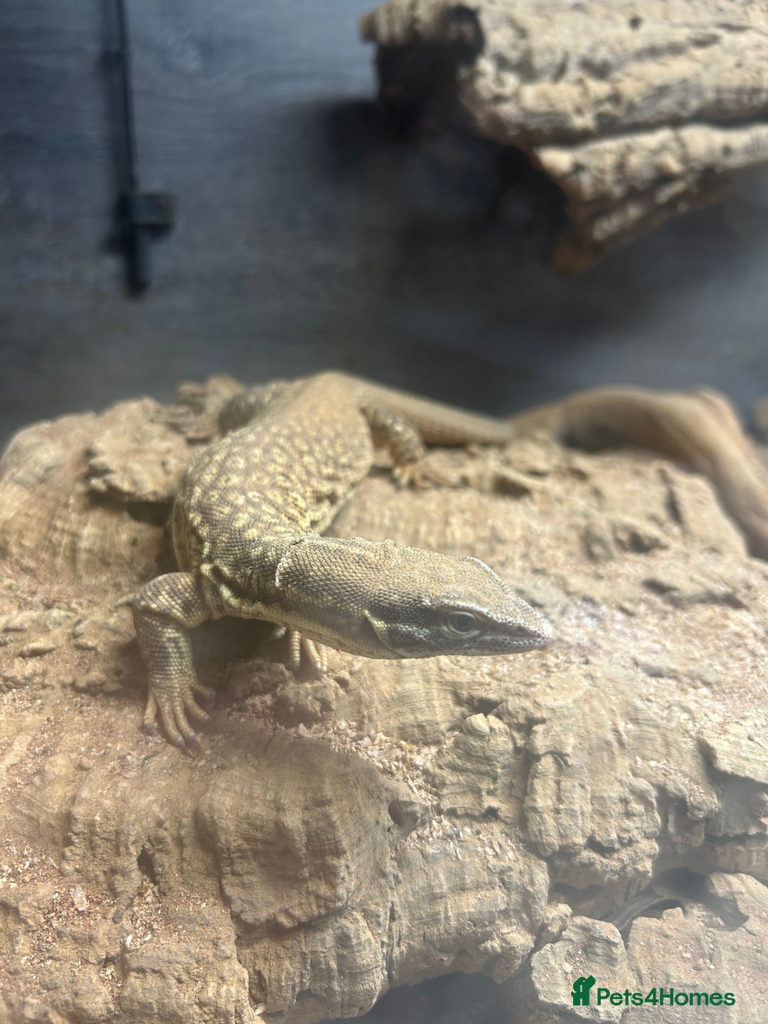 Monitor reptiles for sale: X2 Monitor Lizard  - Image 3