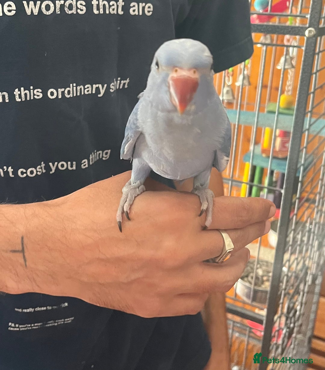 Ringnecks birds for sale: Hand Reared Baby Ringneck’s  - Image 8