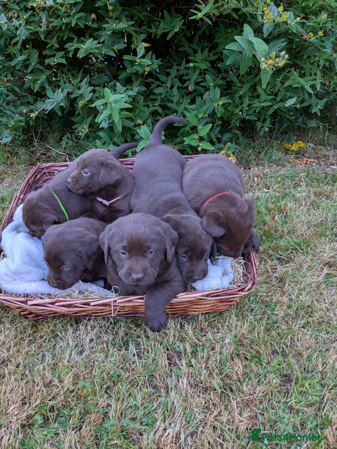 Labrador Retriever dogs for sale: 6 Adorable Chocolate Labs for Sale - Image 1