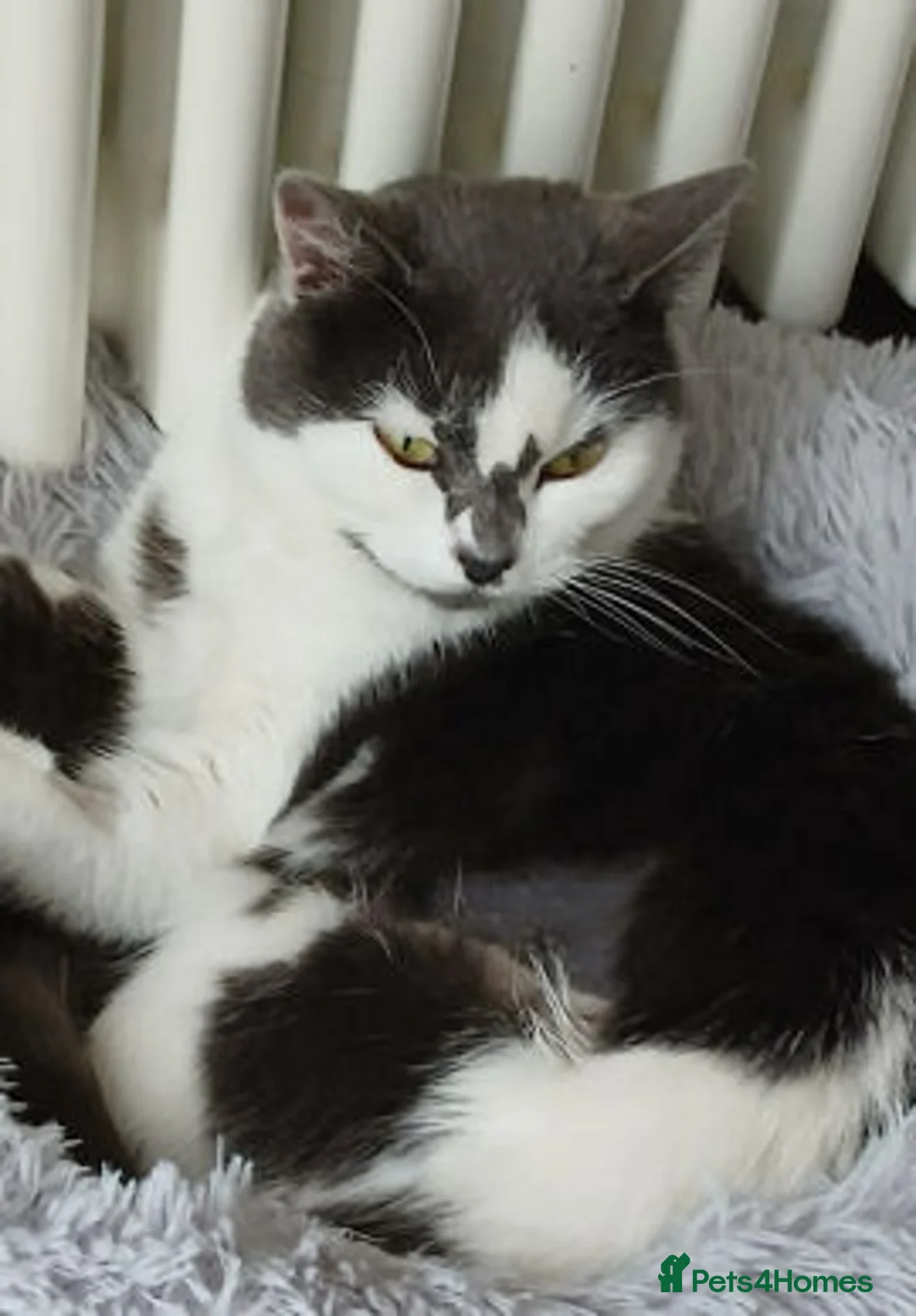 Mixed Breed cats for adoption: Judy. - Advert 2