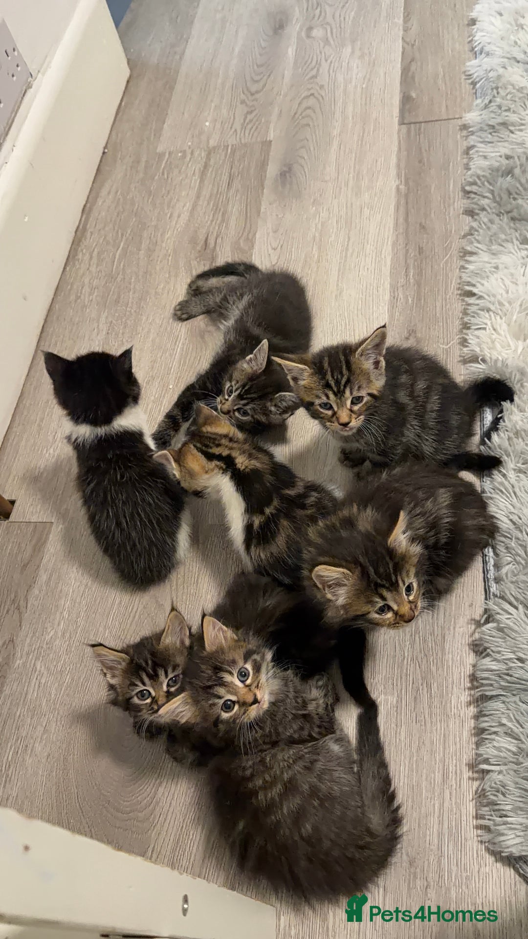 Mixed Breed cats for sale: 7 Adorable Kittens Looking for Loving Homes - Advert 2