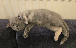 British Shorthair cats for sale: ❗️❗️2 LEFT❗️❗️CHUNKY ADORABLE FLUFF BALLS in Ilkeston - Image 9