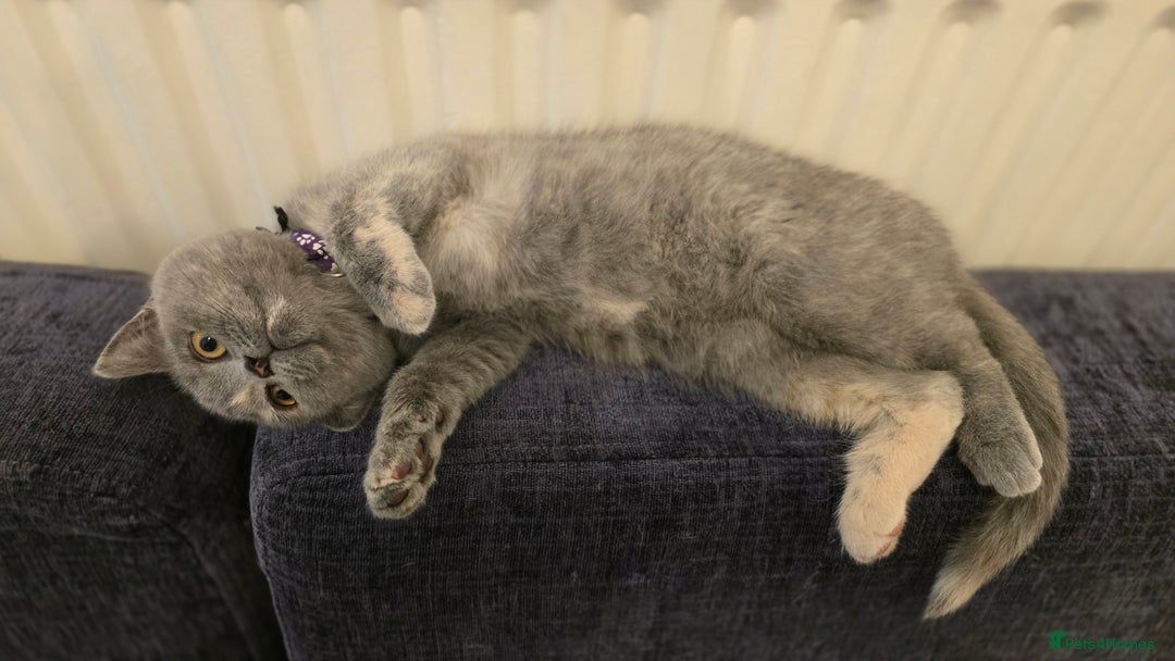 British Shorthair cats for sale: ❗️❗️2 LEFT❗️❗️CHUNKY ADORABLE FLUFF BALLS in Ilkeston - Image 9