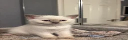 Scottish Fold cats for sale: Scottish fold and strait kittens - Advert 12