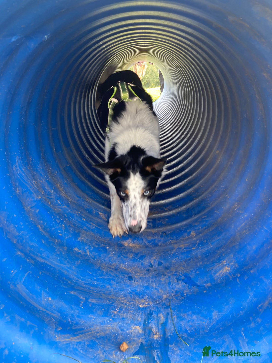 Border Collie dogs for sale: Gorgeous but anxious 4yr old border collie boy - Advert 6